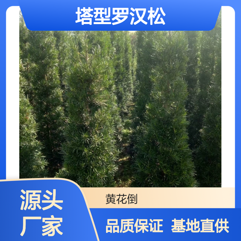 塔型罗汉松基地直供 苍劲古朴盆景优选 枝繁叶茂