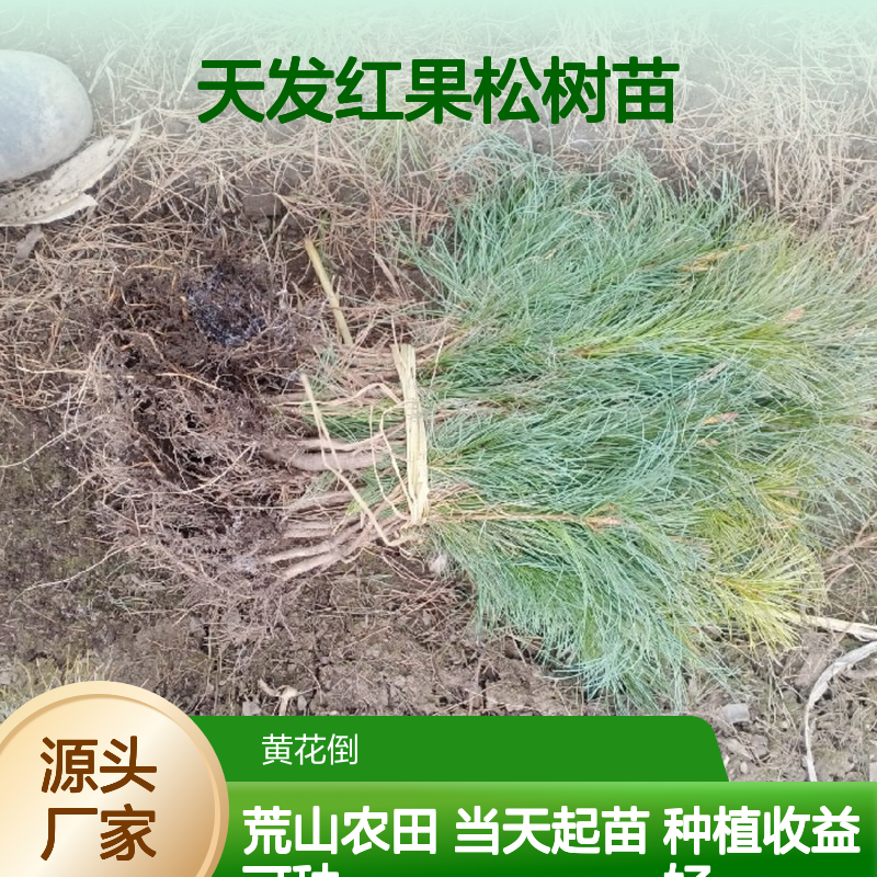 当天起苗当天发红果松树苗 种植收益好荒山农田均可种植