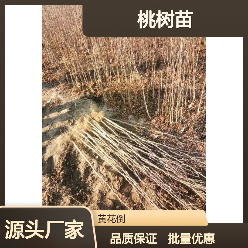 血桃品种桃树苗 种植园直售 基地发货 栽培技术