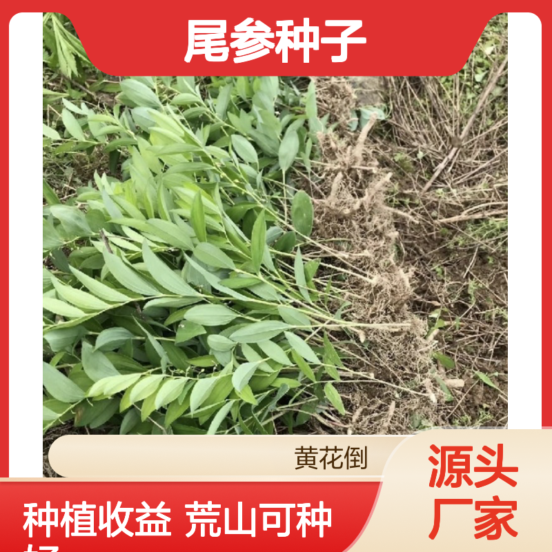 产地一手货源尾参种子 种植收益好 荒山农田均可种植