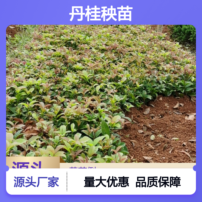 丹桂秧苗 批发供应 园林绿化优选 生长旺盛 抗病性强