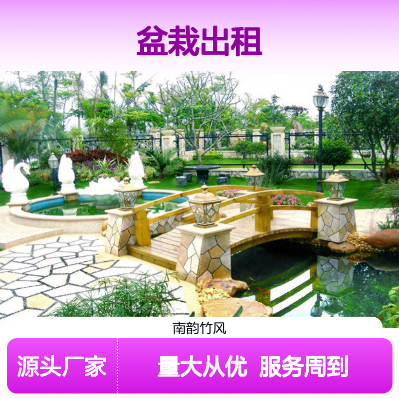 绿植盆栽出租 南韵竹风 承接绿化 品种多样 成活率高