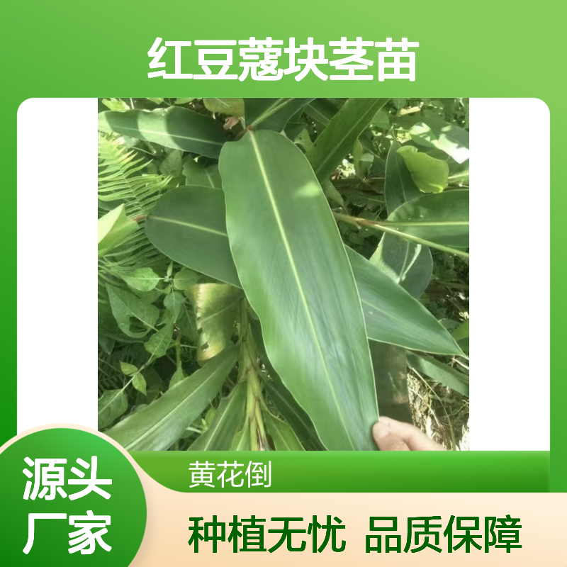 基地直供红豆蔻块茎苗 种植技术指导 生长迅速