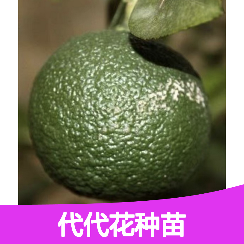 优质代代花种苗 种植基地批发 易于养护 成活率高