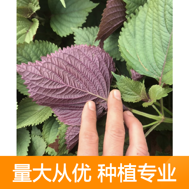 紫苏种苗大量批发 种植技术成熟 品质优良 基地直供