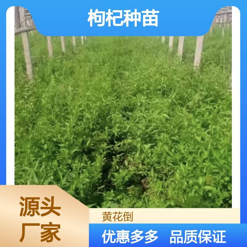 枸杞种苗基地 批发零售 品种纯正 抗旱性强 花果期长