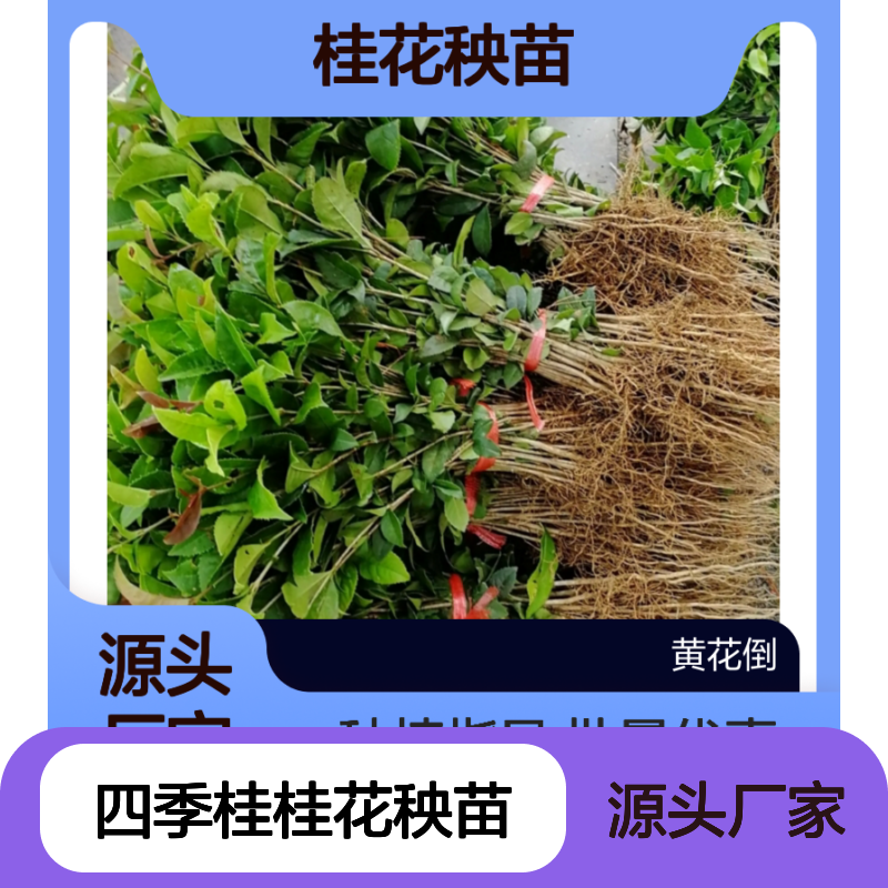 四季桂桂花秧苗 扦插种植技术成熟 生长健壮 易于栽培