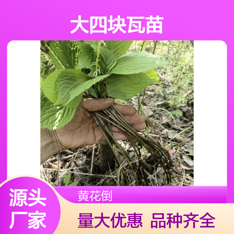 苗木合作社自营大四块瓦苗 品种齐全质量保证根系发达种植好管理