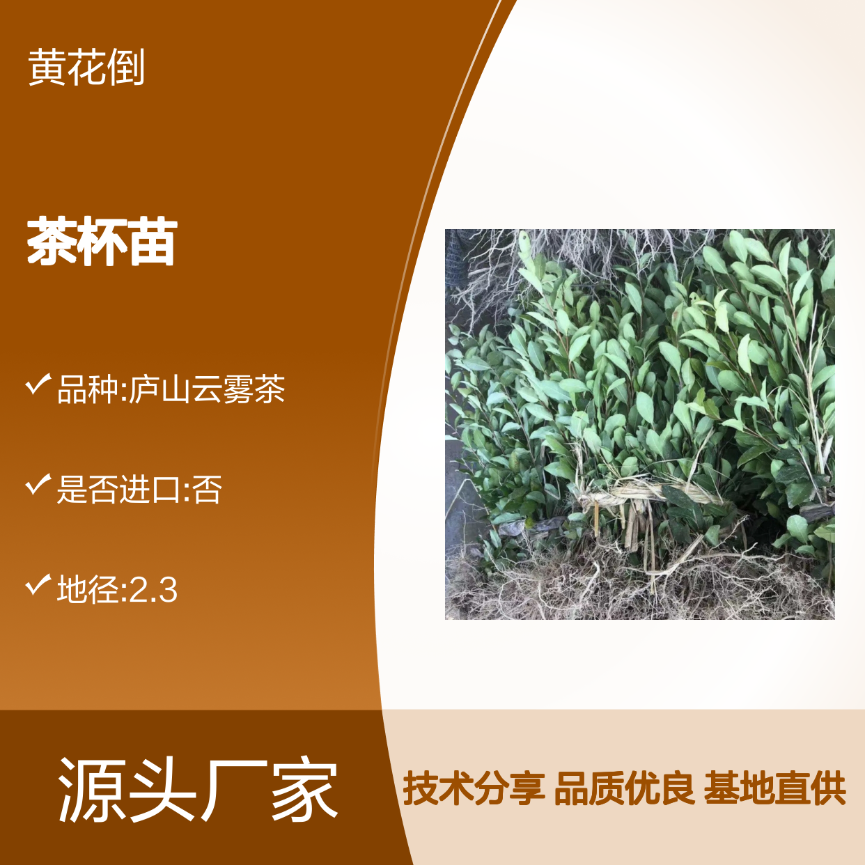 基地直供龙井43号茶杯苗 苗圃产地直供品质保证种植技术分享