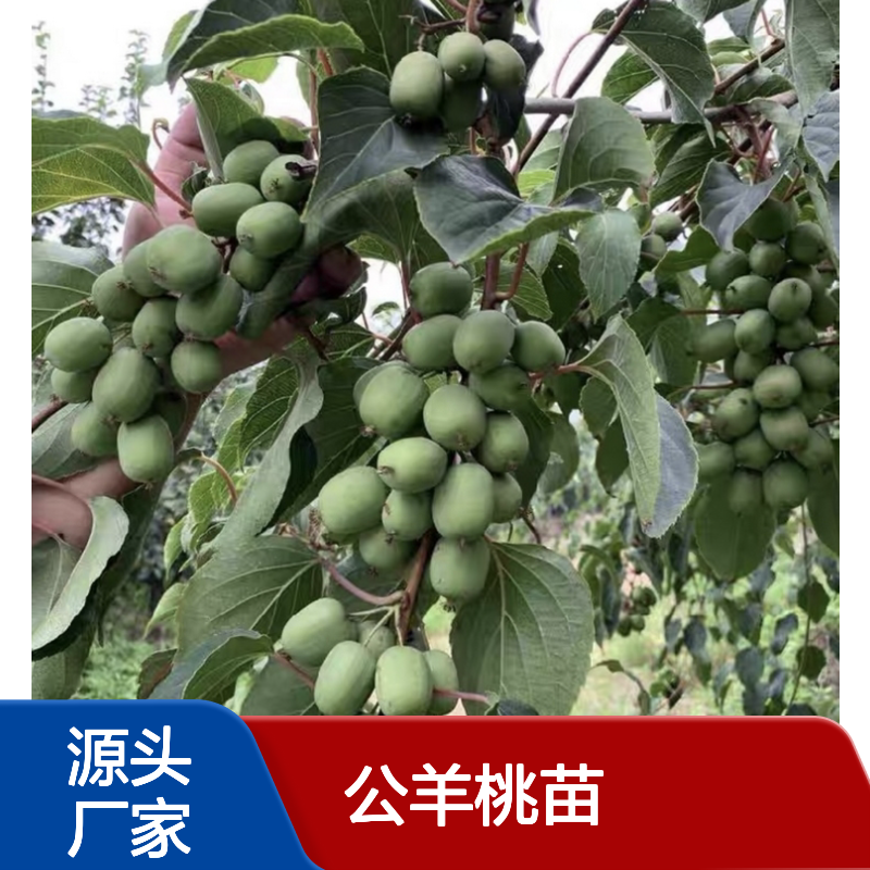 公羊桃苗百亩基地 优质批发供应 种植专业 技术指导