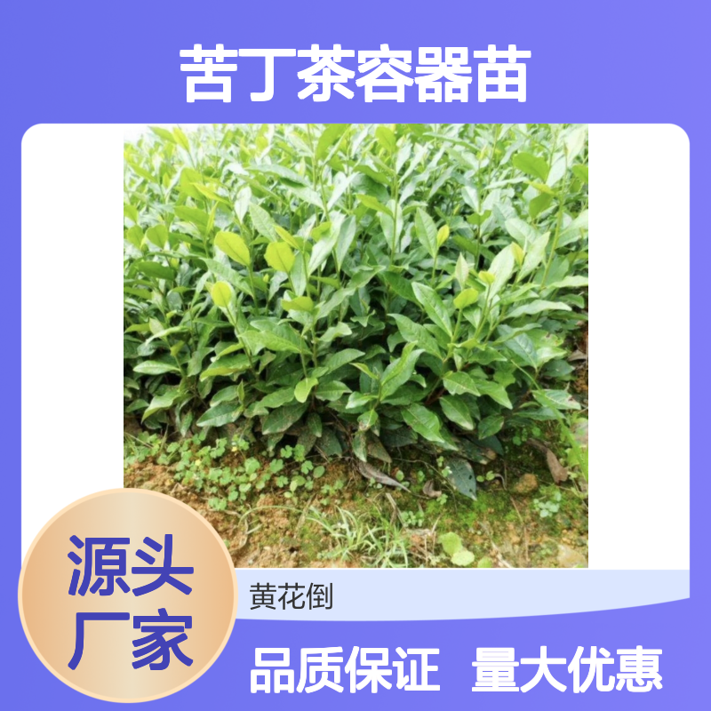 苦丁茶容器苗 品种全 根系发达 好管理 质量保证