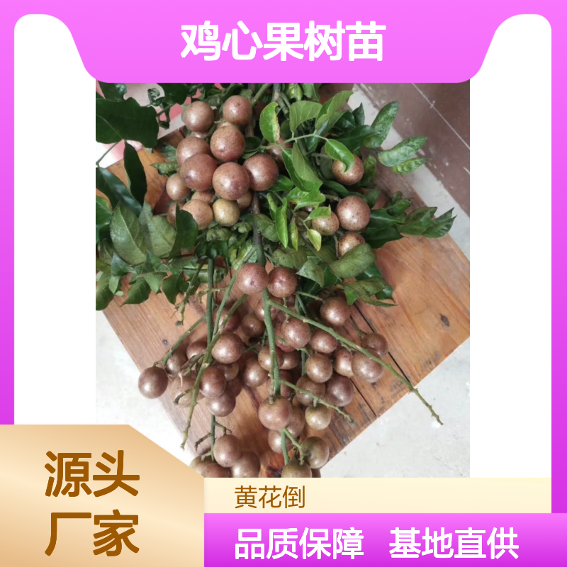 基地直供 鸡心果树苗 品种纯正 适应性强 易于管理