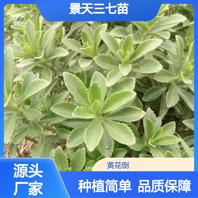景天三七苗 耐旱耐寒多年生植物 分布广泛 易于扦插