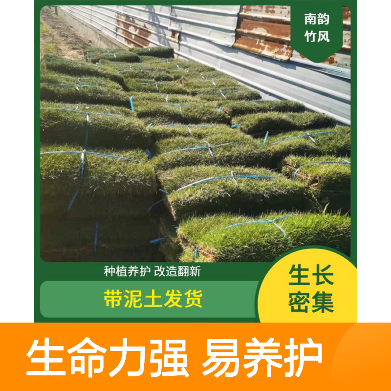 南韵竹风 草皮 生命力强 易养护 可批发 密度紧实