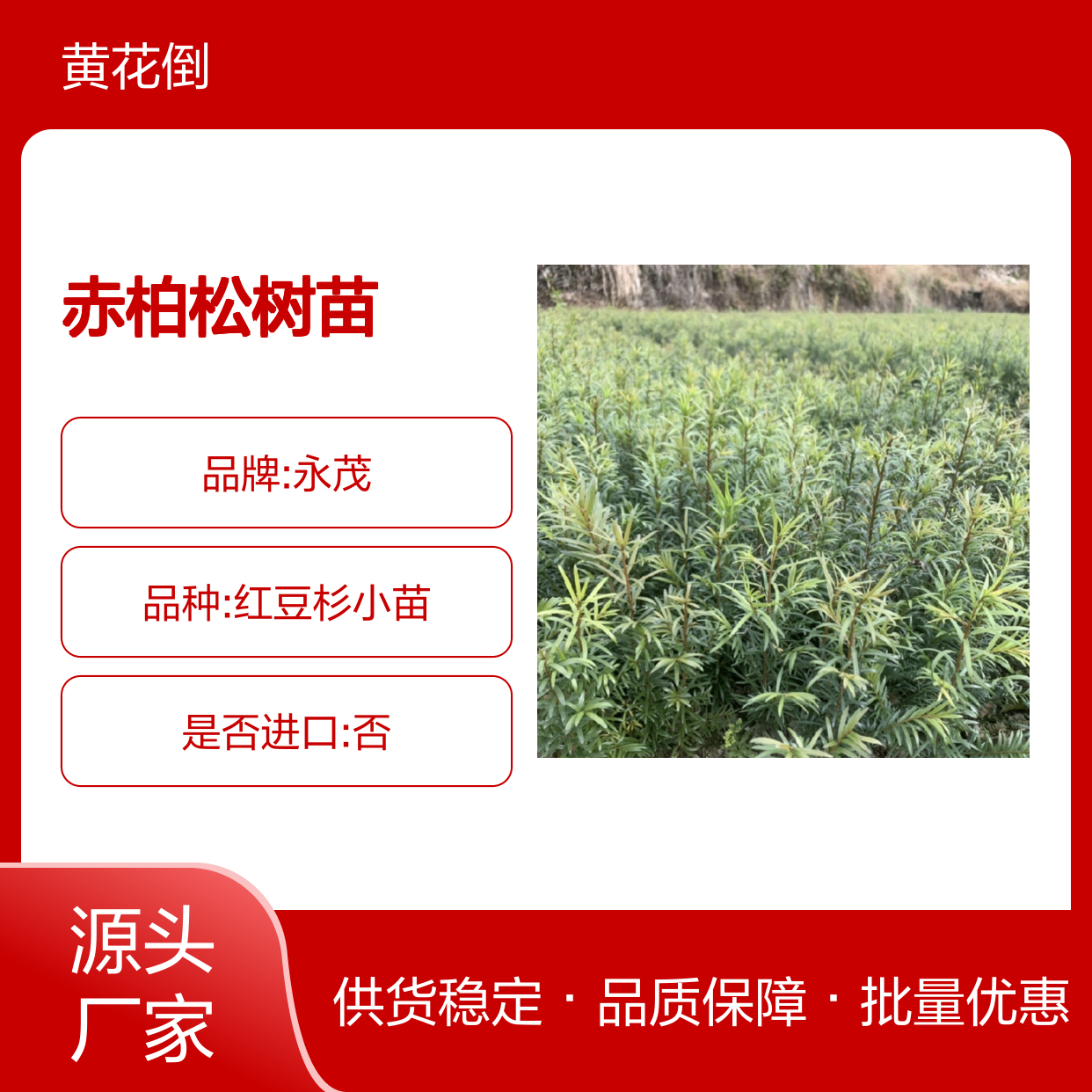 赤柏松树苗 百亩种植区直供 品质优良 生长旺盛
