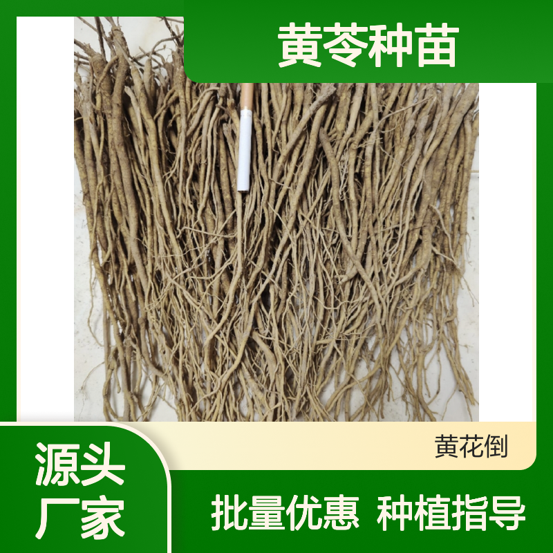 黄苓种苗 批发供应 高效种植技术 易于管理 收益可观