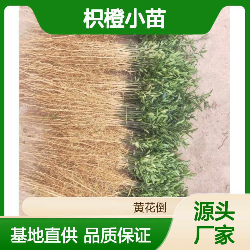 枳橙小苗基地直供 抗病高产砧木优选 树势强健