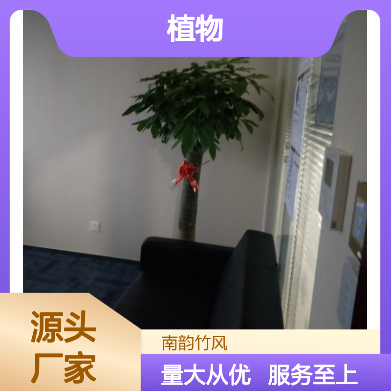 南韵竹风 绿植租摆 长期短期均可 品类多样 货源充足