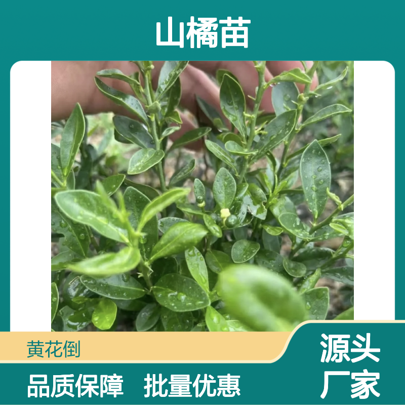 山橘苗批发 常绿灌木金豆盆景 观果美观 耐寒耐旱