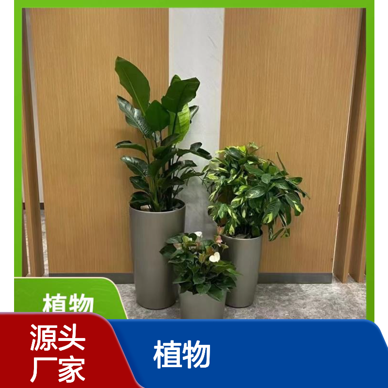 绿植租赁 植物出租 公共空间盆栽场景布置 客户网密集 服务周到