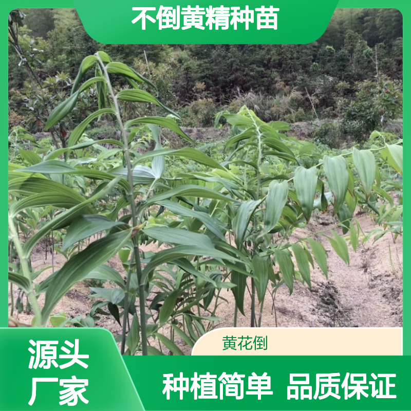 精选不倒黄精种苗 种植方便 生长迅速 补气养阴