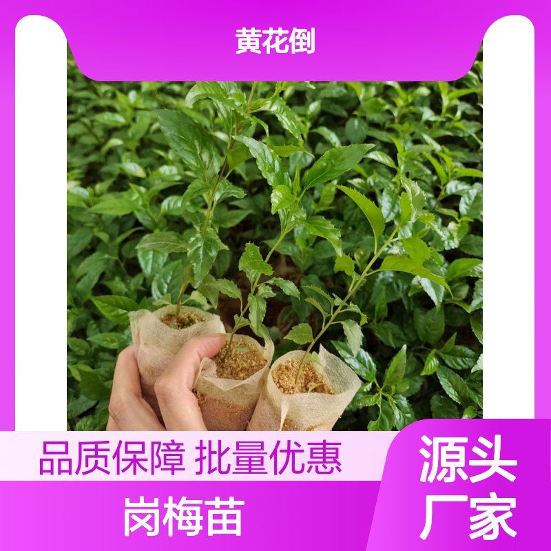 岗梅苗 批发供应 落叶灌木植物 品质优良 药用价值