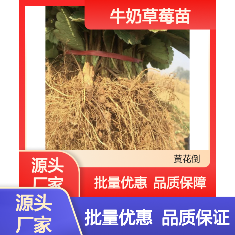 牛奶草莓苗 硕丰品种 耐贮运 丰产性能好 栽培简单