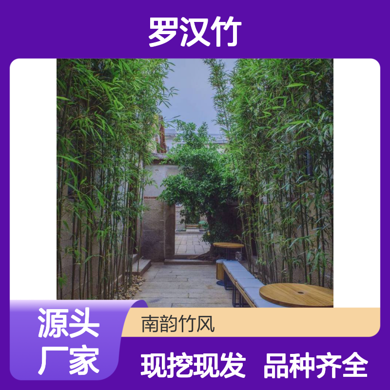 罗汉竹 景区园林观赏造景绿化种植 庭院小区工程绿化 南韵竹风