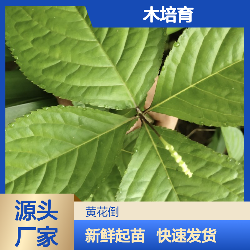 当天起苗 土细辛苗 苗木培育专业合作 品质优良