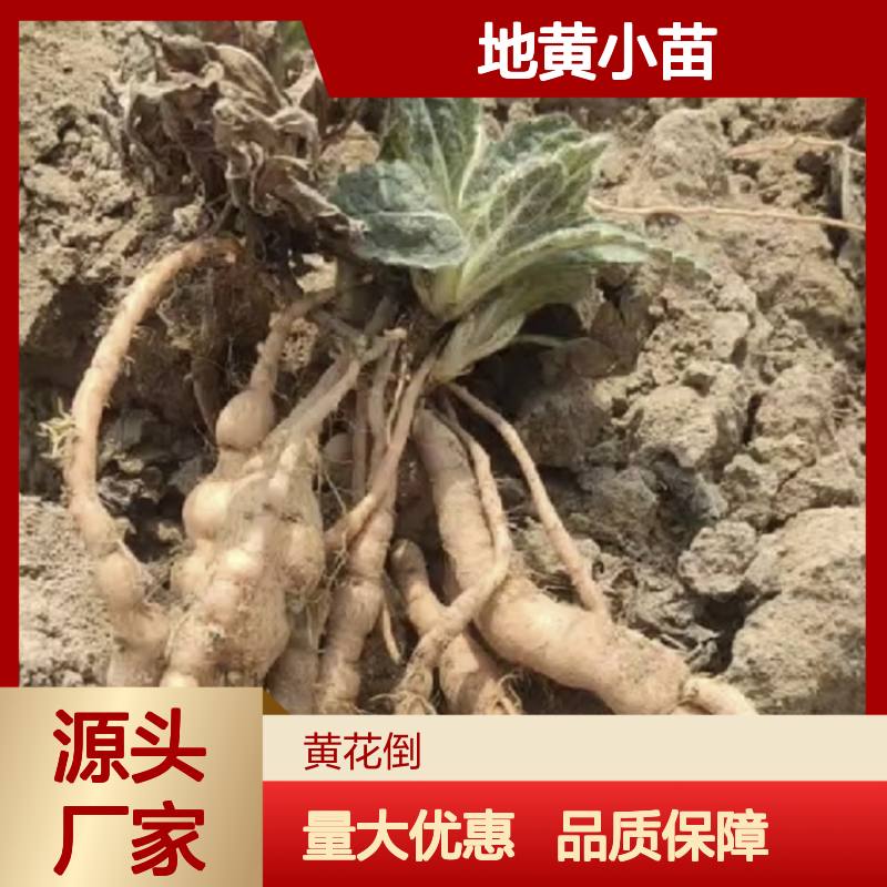 地黄小苗 基地直供 园林植物常绿灌木 品质保证
