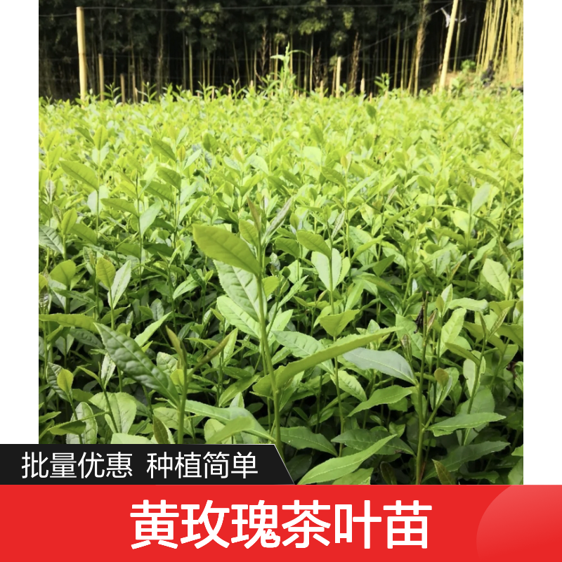 黄玫瑰茶叶苗 批发种植园直供 醇厚香气 稀有花色