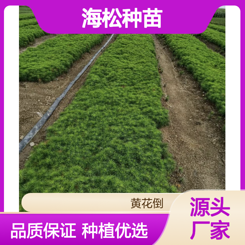 常年基地供应海松种苗 种植收益好荒山农田均可种植