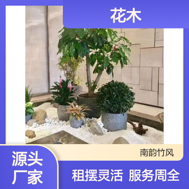 南韵竹风绿植盆栽出租 承接绿化工程 品种多样