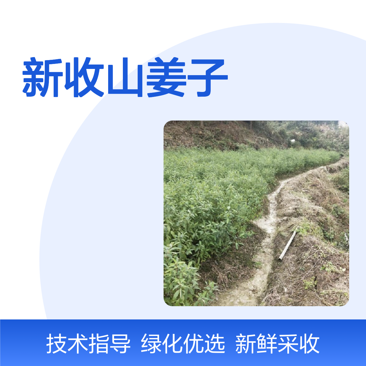 当年新收山姜子种子 产地一手货源免费技术指导