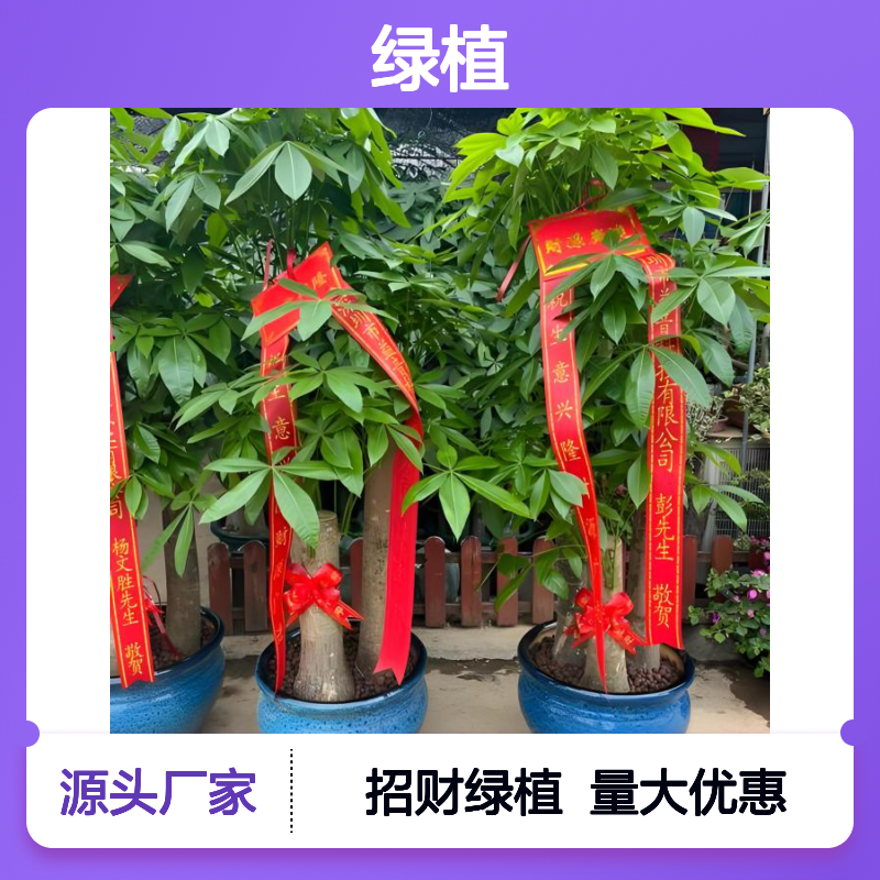 做生意买哪种绿植招财 公司开业选购花卉盆栽 南韵竹风