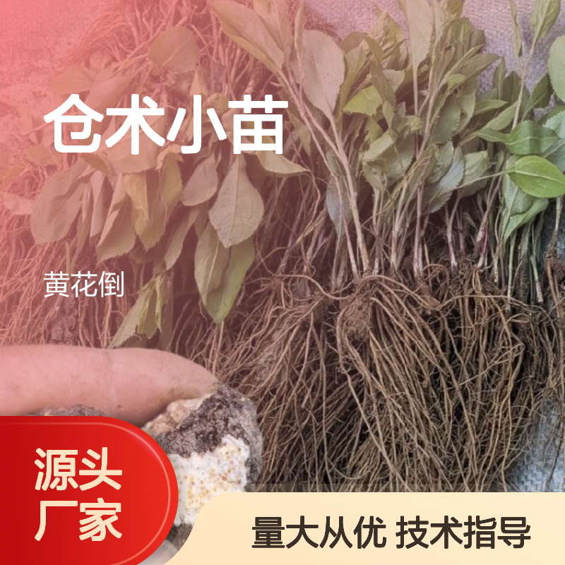 仓术小苗 多年生草本 菊科植物 品质优良 易于栽培