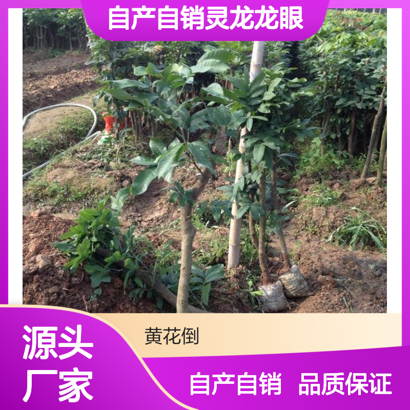 自产自销灵龙龙眼实生苗 苗圃产地直供品质保证种植技术分享