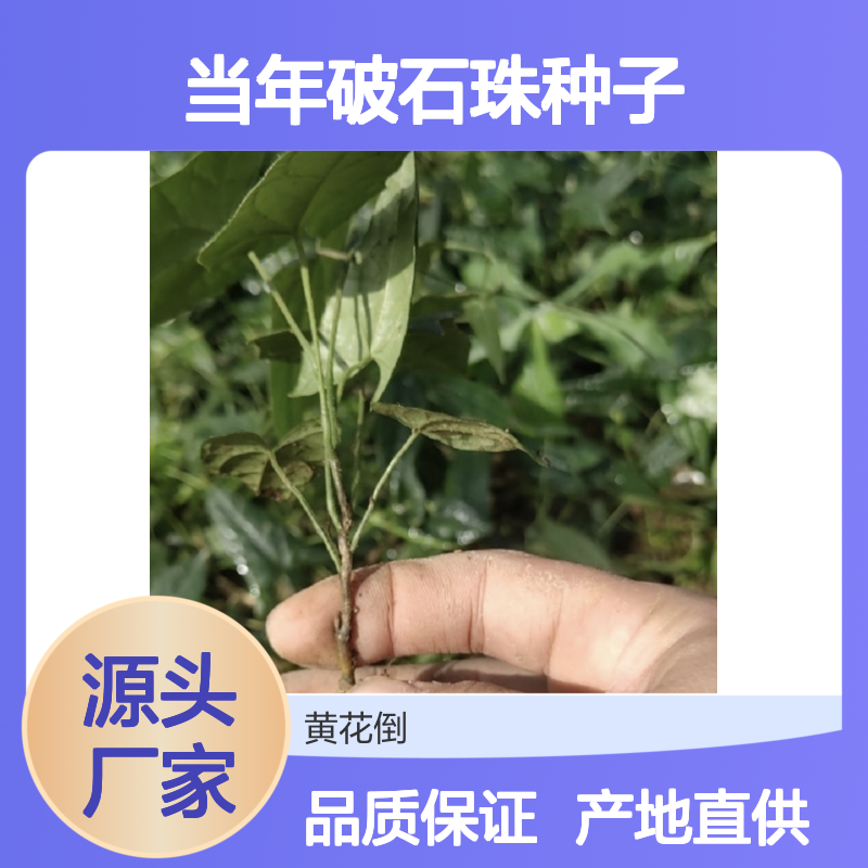 新采收当年破石珠种子 产地直供提供种植技术