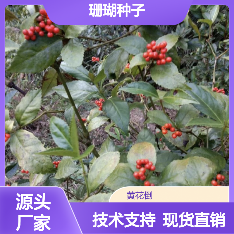 草珊瑚种子 分株繁殖 成活率高 技术指导 喜肥耐阴