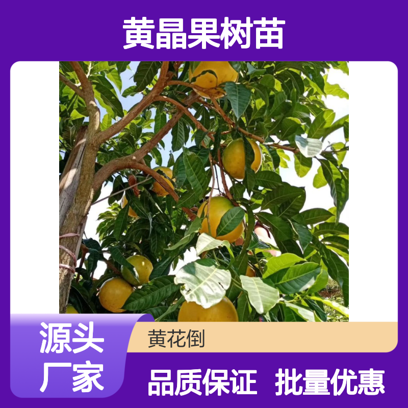 黄晶果树苗 基地直供 批发优选 口感清甜 营养丰富
