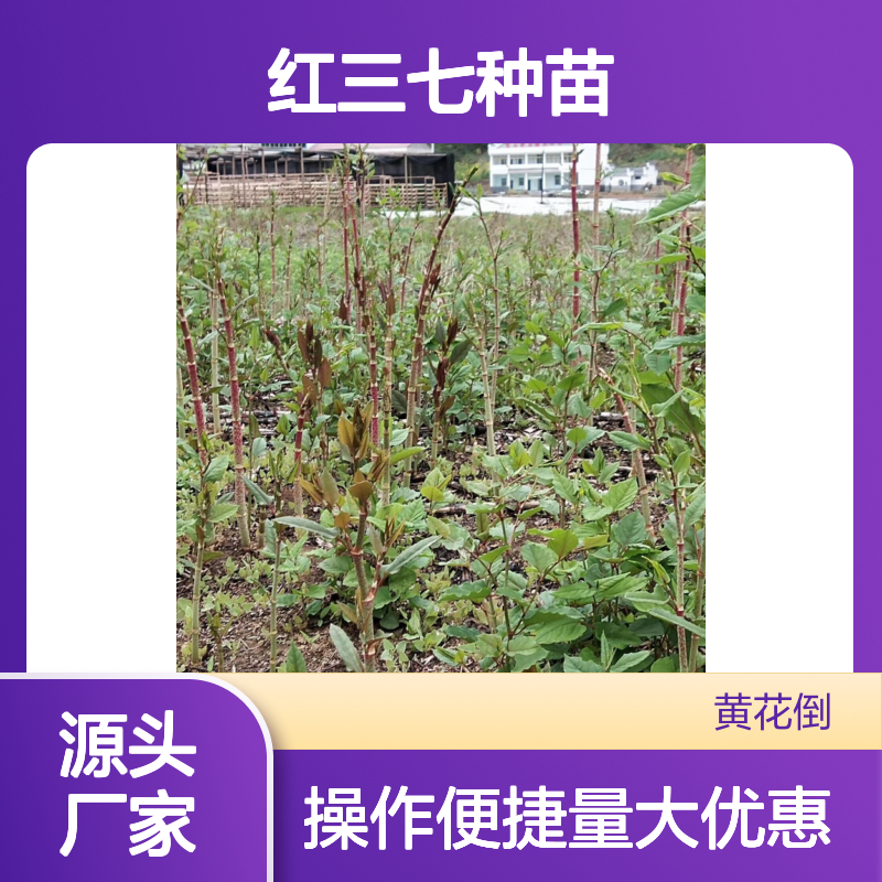 红三七种苗 批发基地直供 耐旱耐寒易生长 分枝茂盛