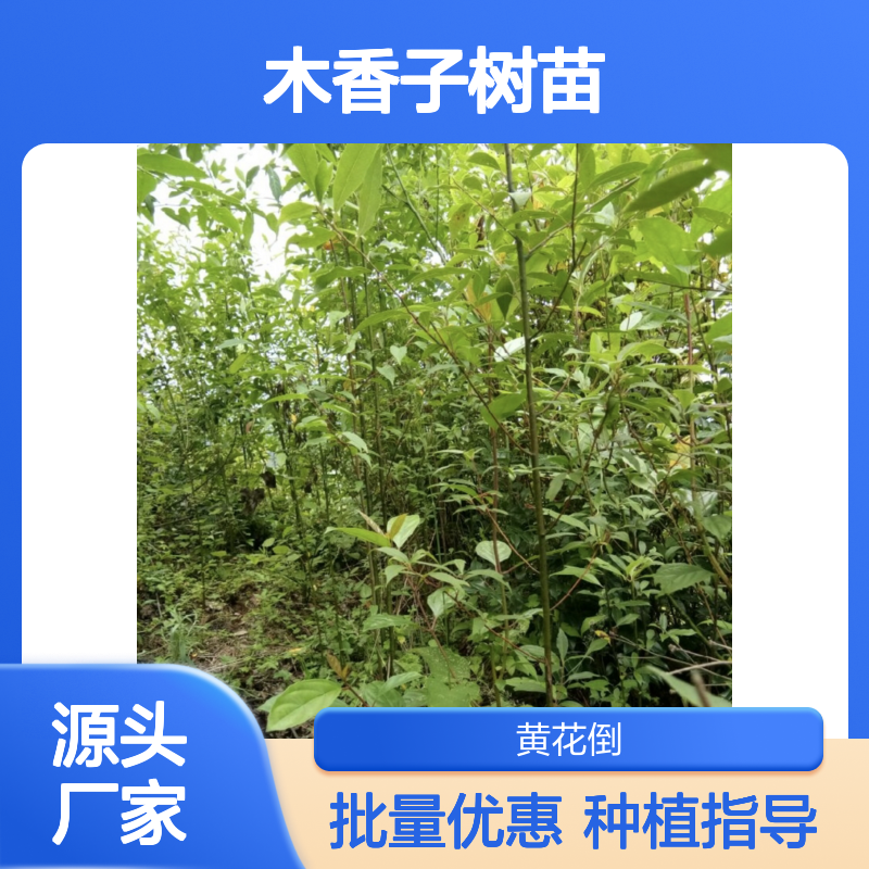 木香子树苗 基地直供 常绿灌木 品质优良 管理简单