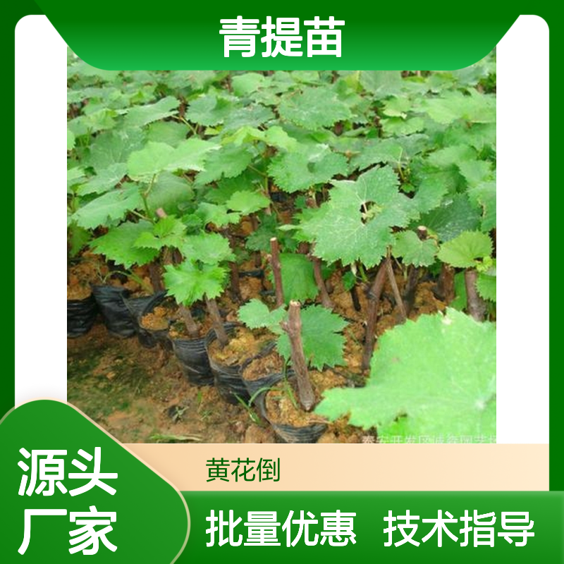 高产青提苗 种植主产区供货 品质优良 科学培育