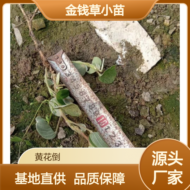 金钱草小苗基地直供 盆栽优选 生长茂盛 管理简便