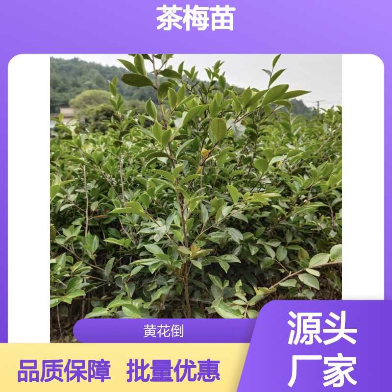 茶梅种植区优质茶梅苗 批发供应 花叶茂盛 适宜修剪