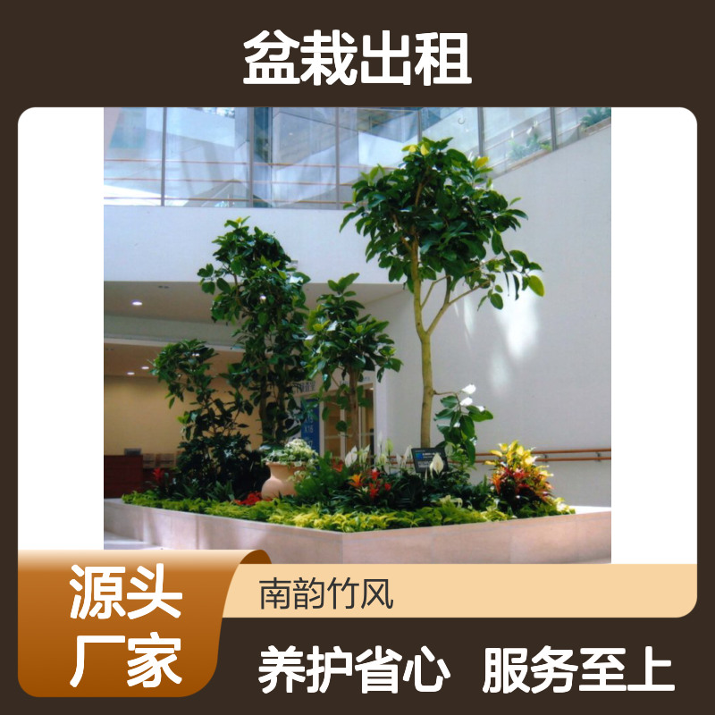 南韵竹风绿植租摆，专业养护省心省力 品种多样