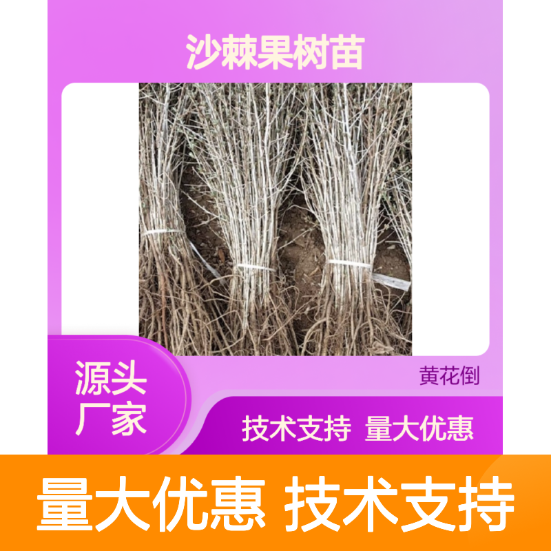 沙棘果树苗 扦插培育 源头直供 技术支持 生长健壮