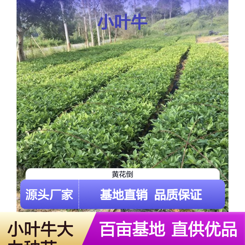 小叶牛大力种苗 基地直供 百亩种植 品质优良 科学管理