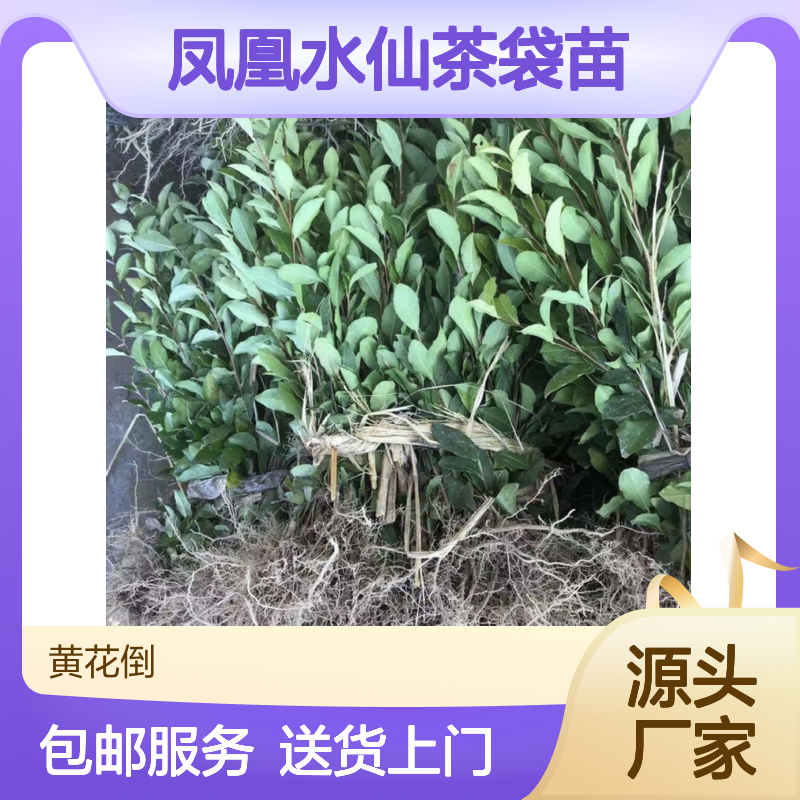 农户直供凤凰水仙茶袋苗 送货上门包邮欢迎来电洽谈经验分享
