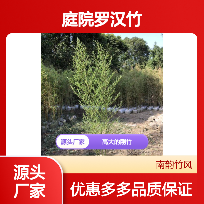 紫竹绿化苗 竹子批发 庭院罗汉竹 高大的刚竹适合写字楼